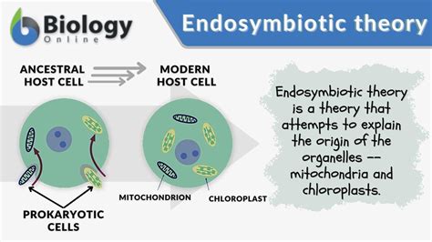 Endosymbiotic theory - Endosymbiosis: A Theory in Crisis. One of the biggest problems for evolution is how animal and plant cells, eukaryotes, could have been derived from precursor bacteria-like cells called prokaryotes. Unlike prokaryotes, eukaryotic cells are highly compartmentalized and contain membrane-bound organelles such as the nucleus, mitochondria, and (in ... 